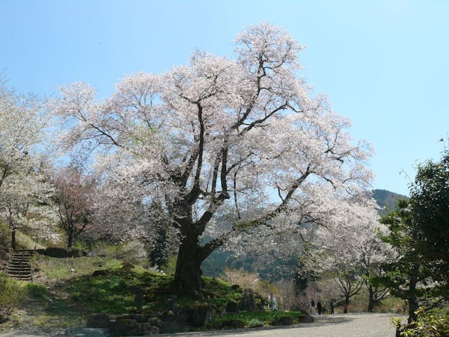 善勝寺の桜・お花見