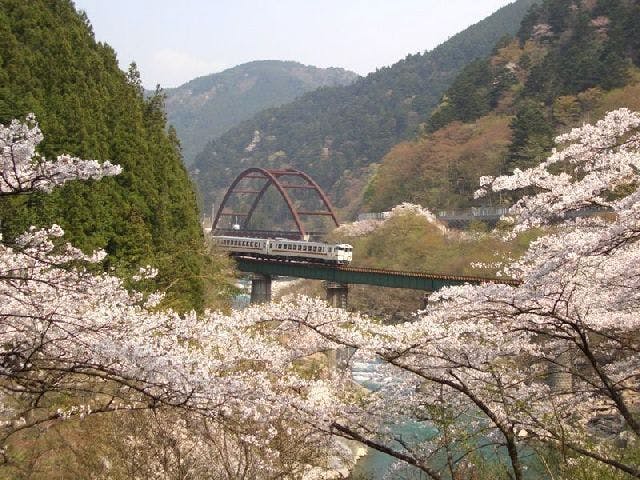 中山七里の桜・お花見