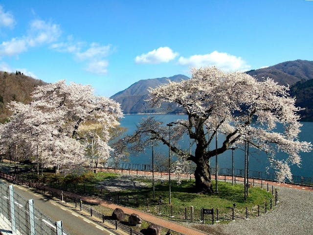 荘川桜の桜・お花見