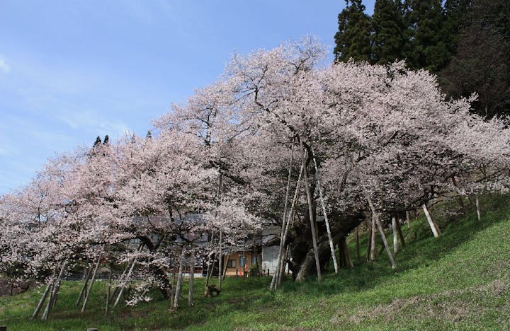 臥龍桜（臥龍公園）の桜・お花見