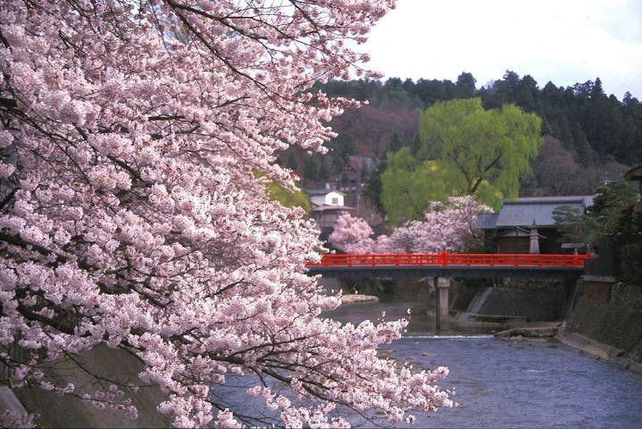 中橋周辺の桜・お花見