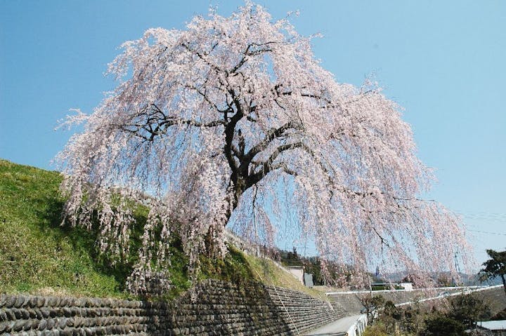 四美・岩太郎のしだれ桜の桜・お花見