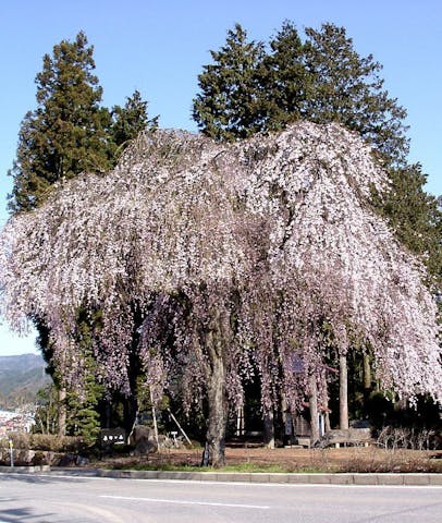 薬師堂の枝垂れ桜の桜・お花見