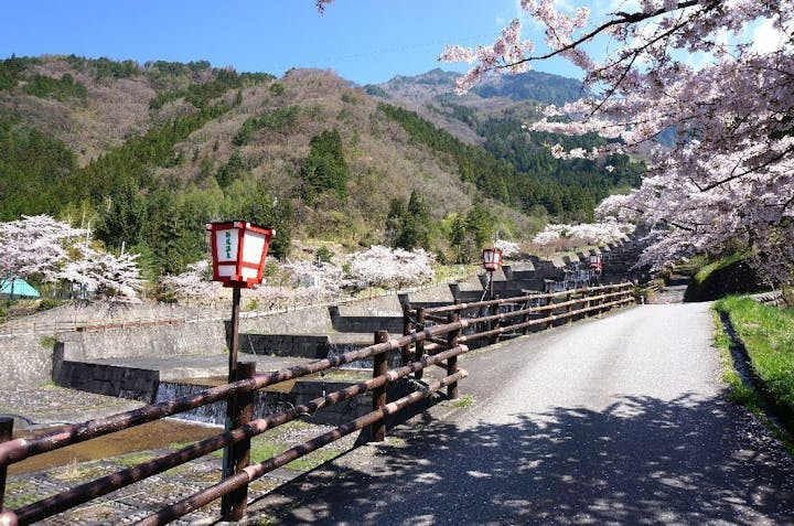 栃尾温泉洞谷の桜・お花見