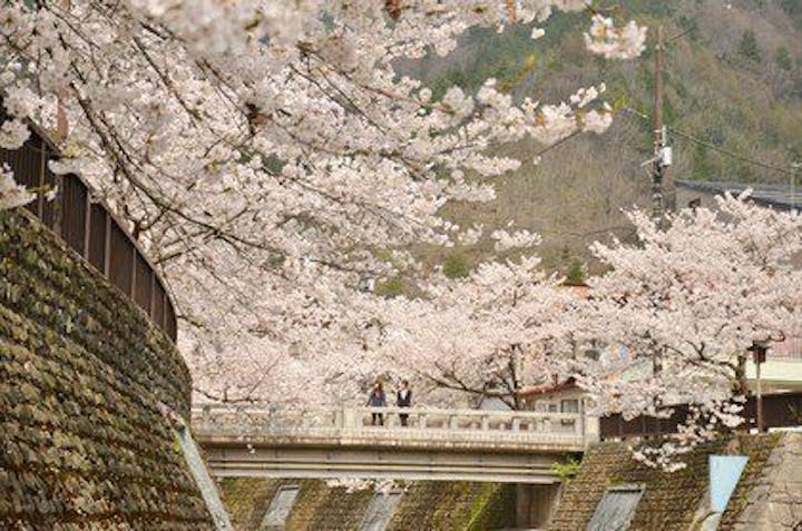 山田川の桜・お花見