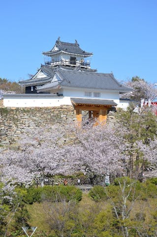 浜松城公園の桜・お花見