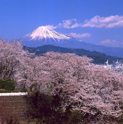 清水船越堤公園（船越堤公園）の桜・お花見