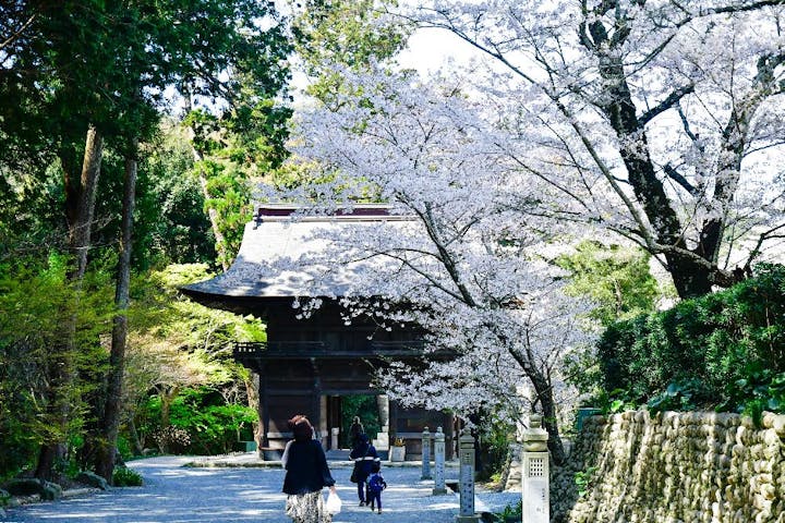 法多山　尊永寺の桜・お花見