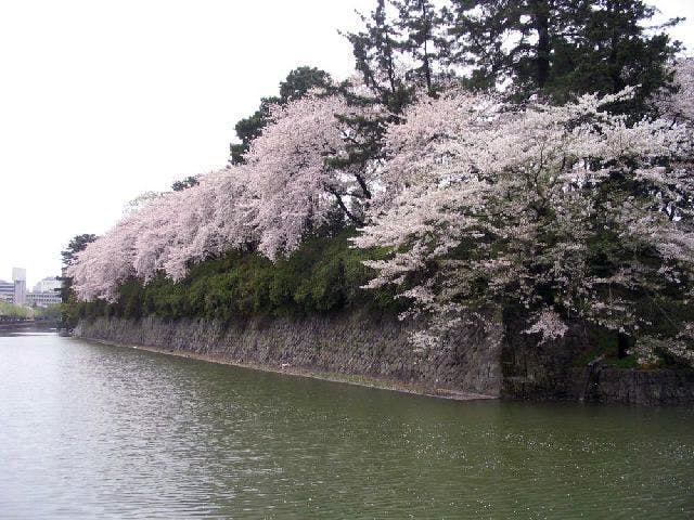 駿府城公園の桜・お花見