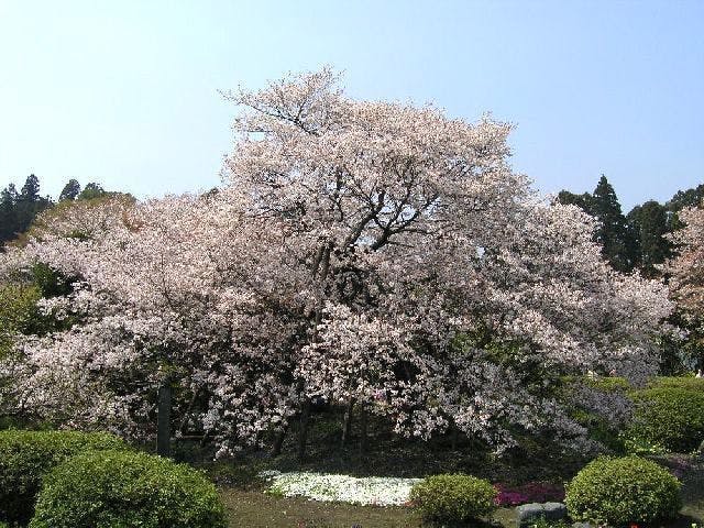狩宿の下馬桜の桜・お花見