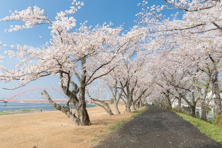 都田川桜堤の桜・お花見
