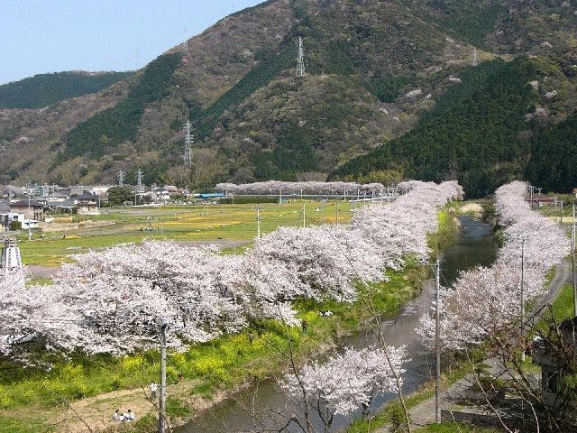 那賀川堤の桜・お花見