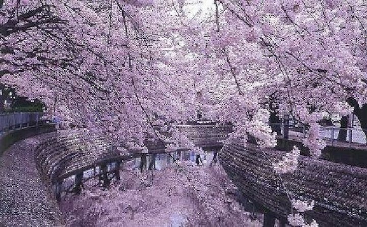 大江川緑道の桜・お花見