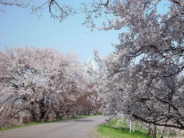 木曽川堤の桜・お花見