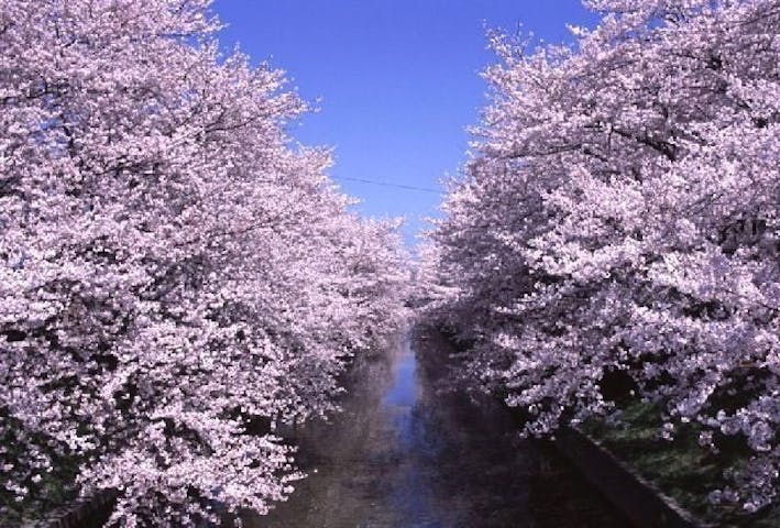 岩倉五条川の桜・お花見