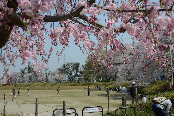 史跡小牧山の桜・お花見