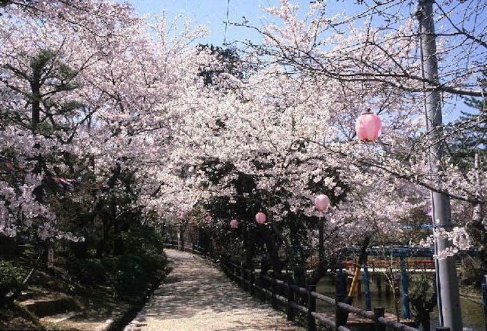 津偕楽公園の桜・お花見