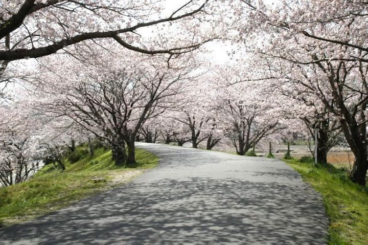 宮川堤の桜 お花見 アソビュー