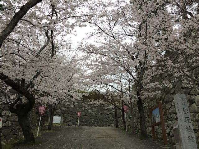 松坂城跡（松阪公園）の桜・お花見