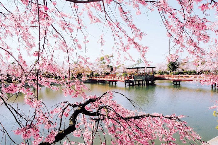 九華公園の桜・お花見