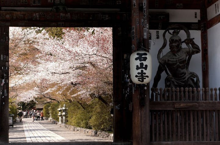 石山寺の桜・お花見
