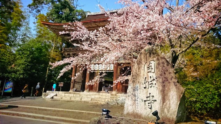三井寺（園城寺）の桜・お花見
