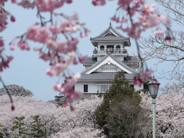 豊公園の桜・お花見