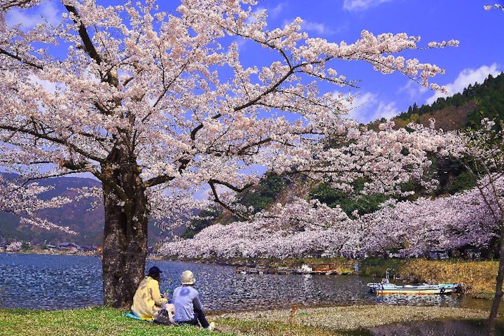 海津大崎の桜・お花見