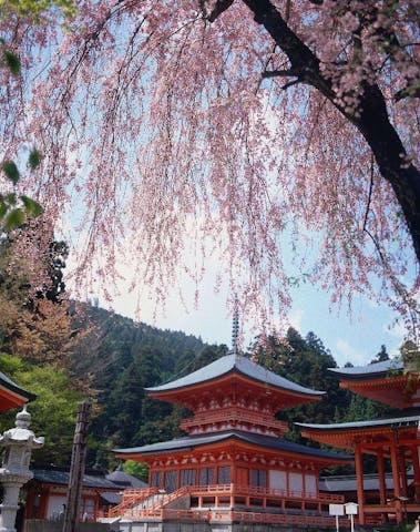 比叡山延暦寺の桜・お花見