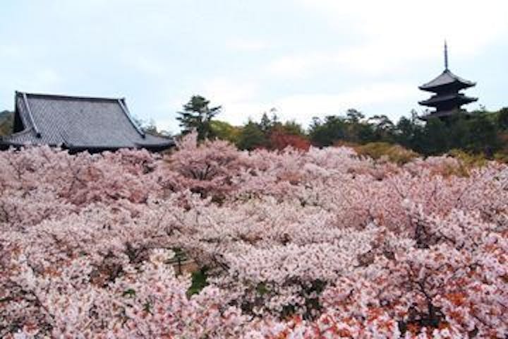 仁和寺（御室桜）の桜・お花見