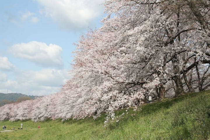 淀川河川公園背割堤地区の桜・お花見