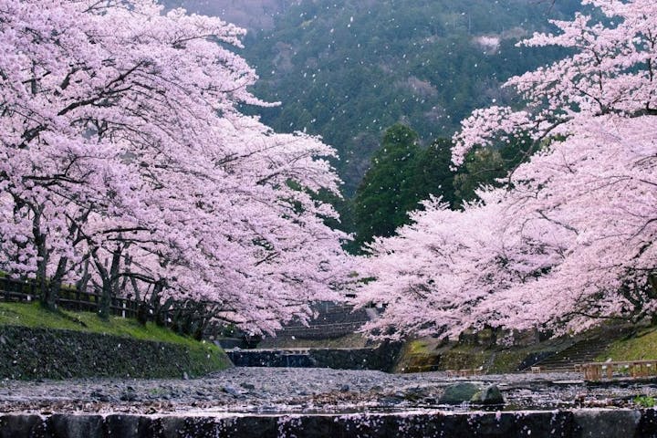 七谷川（和らぎの道）の桜・お花見
