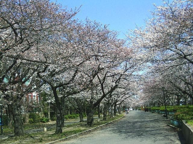 毛馬桜之宮公園の桜・お花見