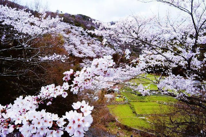 摂津峡の桜・お花見