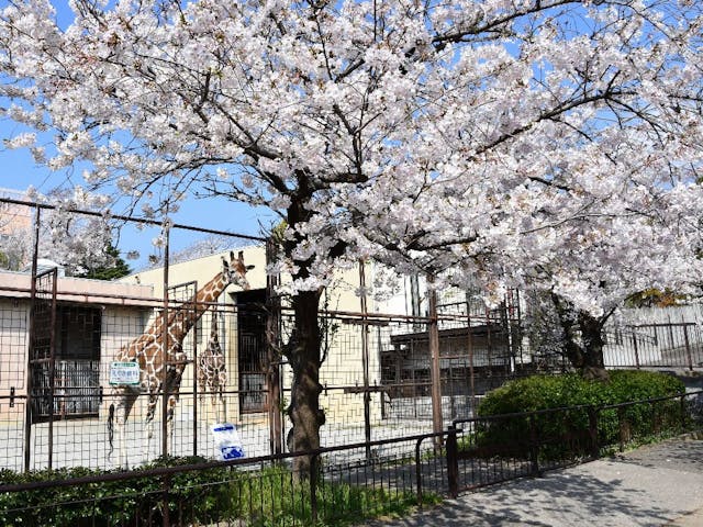 神戸市立王子動物園の桜・お花見