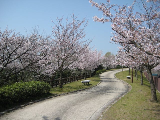 須磨浦公園の桜・お花見