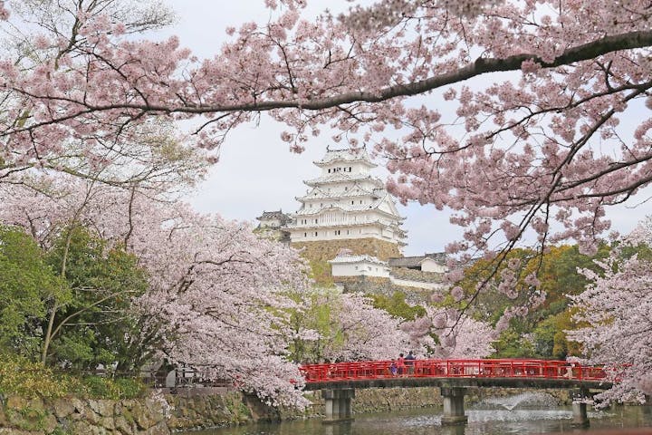 姫路城の桜・お花見
