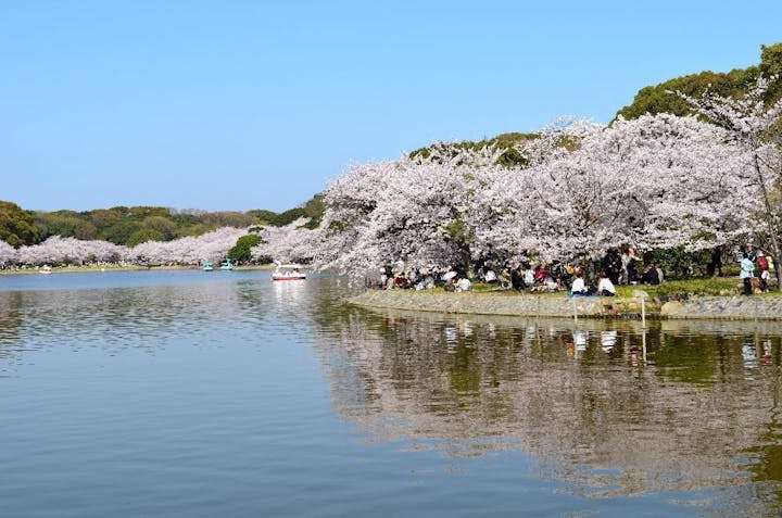 兵庫県立明石公園の桜・お花見