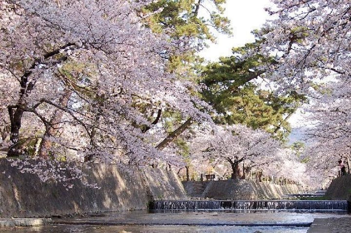 夙川河川敷緑地（夙川公園）の桜・お花見