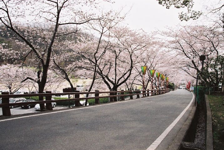 龍野公園の桜・お花見