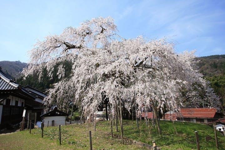 泰雲寺の桜・お花見