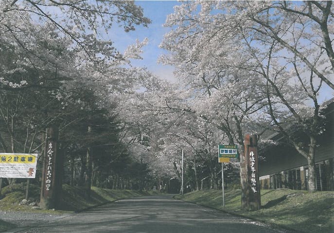 倉町野桜（丹波少年自然の家）の桜・お花見