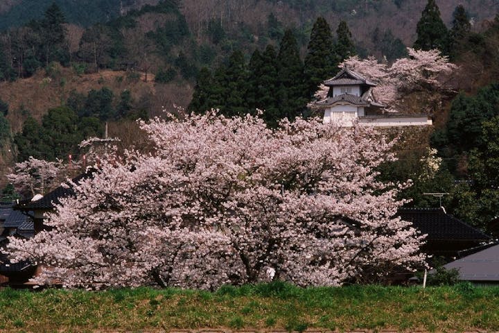 出石城跡の桜・お花見