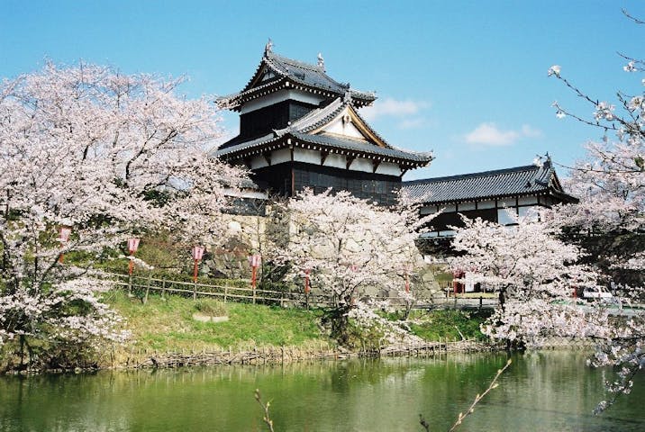郡山城跡の桜・お花見