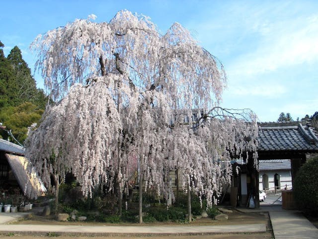 大野寺の桜・お花見