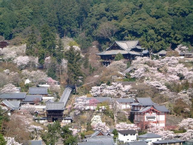 長谷寺の桜・お花見