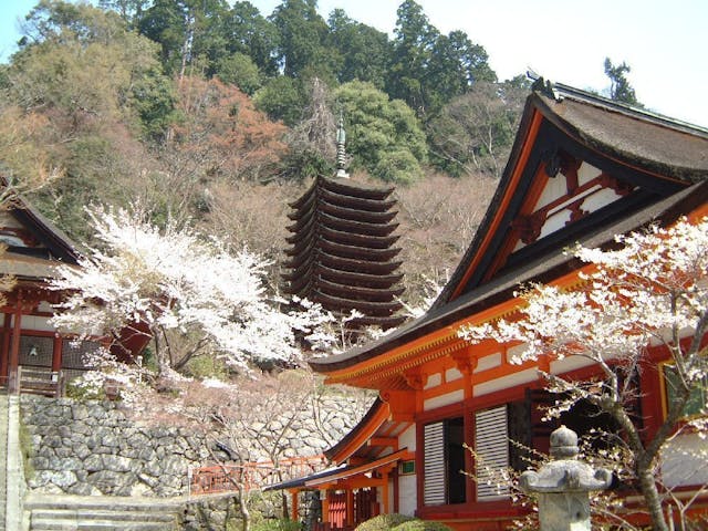 談山神社の桜・お花見
