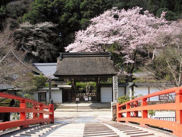 室生寺の桜・お花見