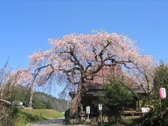 西光寺の桜・お花見