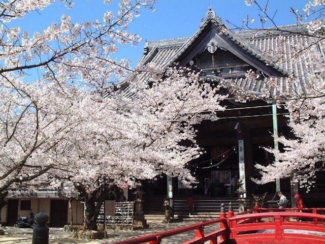 紀三井寺の桜・お花見